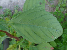 Amaranthus retroflexus